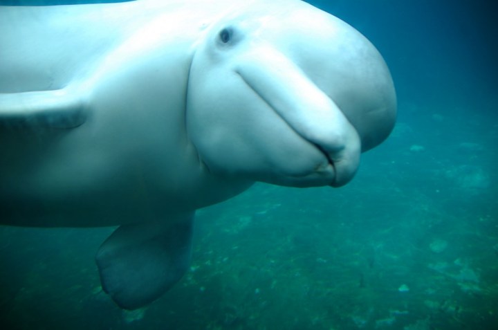 beluga-whale-001-1024x679